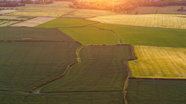 Patchwork of agriculture, fields and hedgerows, aerial view at sunset, England