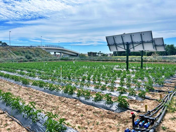 Solar Panels Boost Crop Efficiency: Tomato Systems Use Half the Water