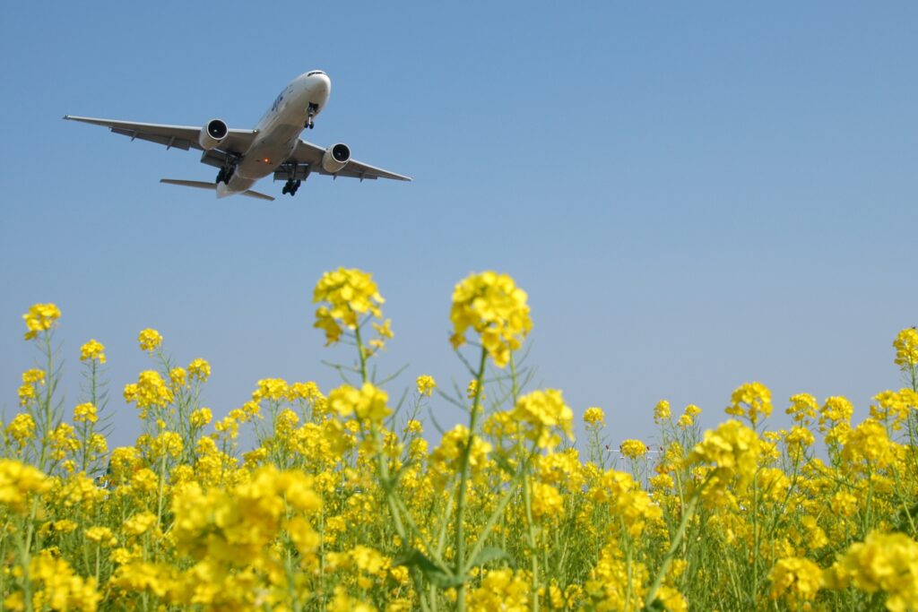 Airliner approaching airport with canola flower field