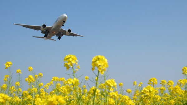 Airliner approaching airport with canola flower field