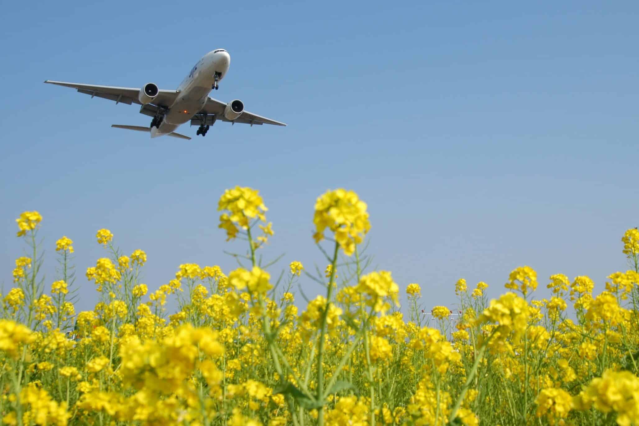 Airliner approaching airport with canola flower field