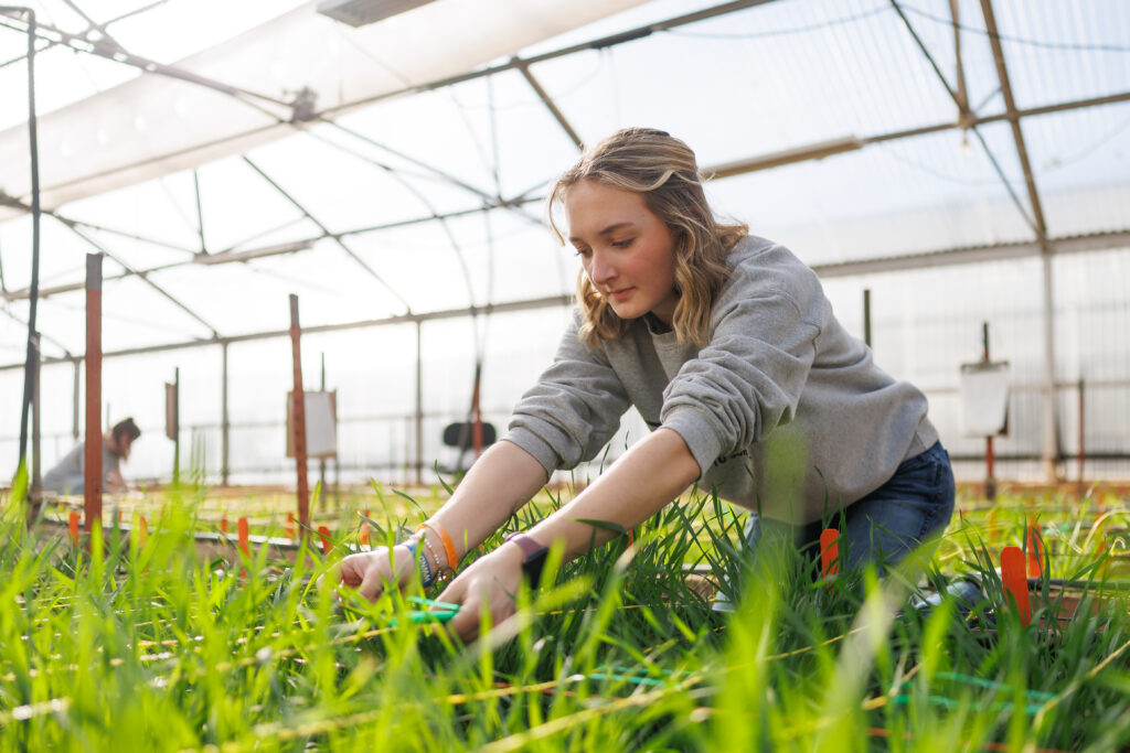 college student, wheat, lab, agronomist