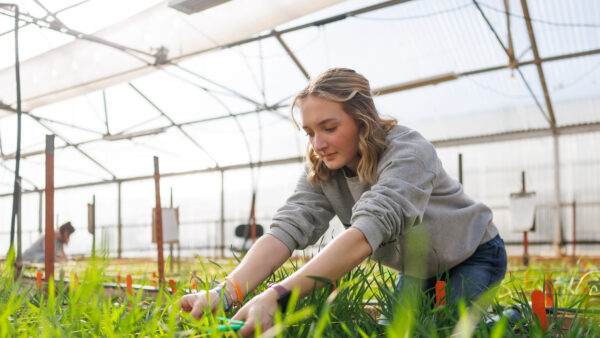 college student, wheat, lab, agronomist