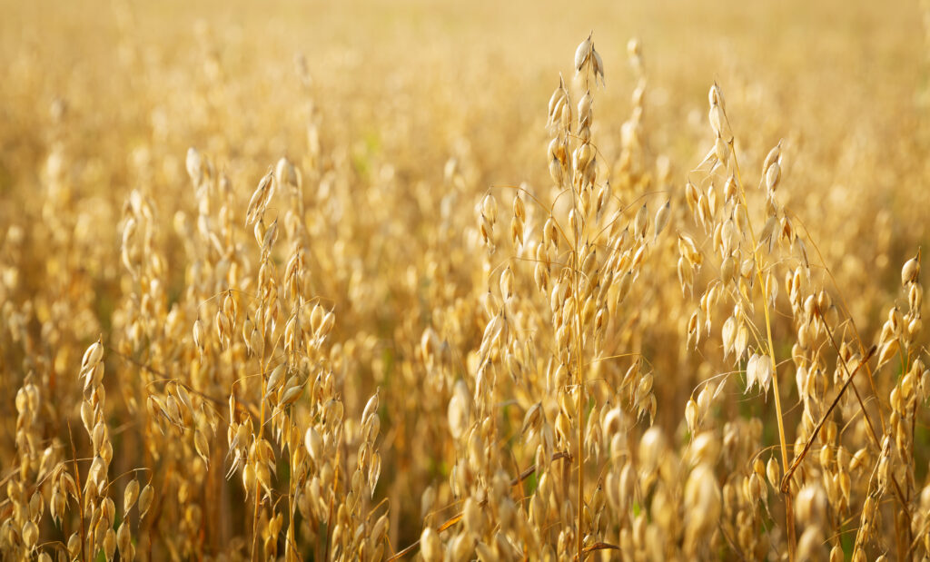 Ripe ears of oats in a field