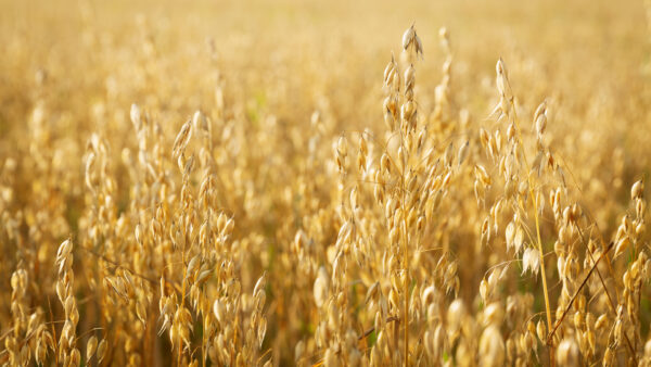 Ripe ears of oats in a field