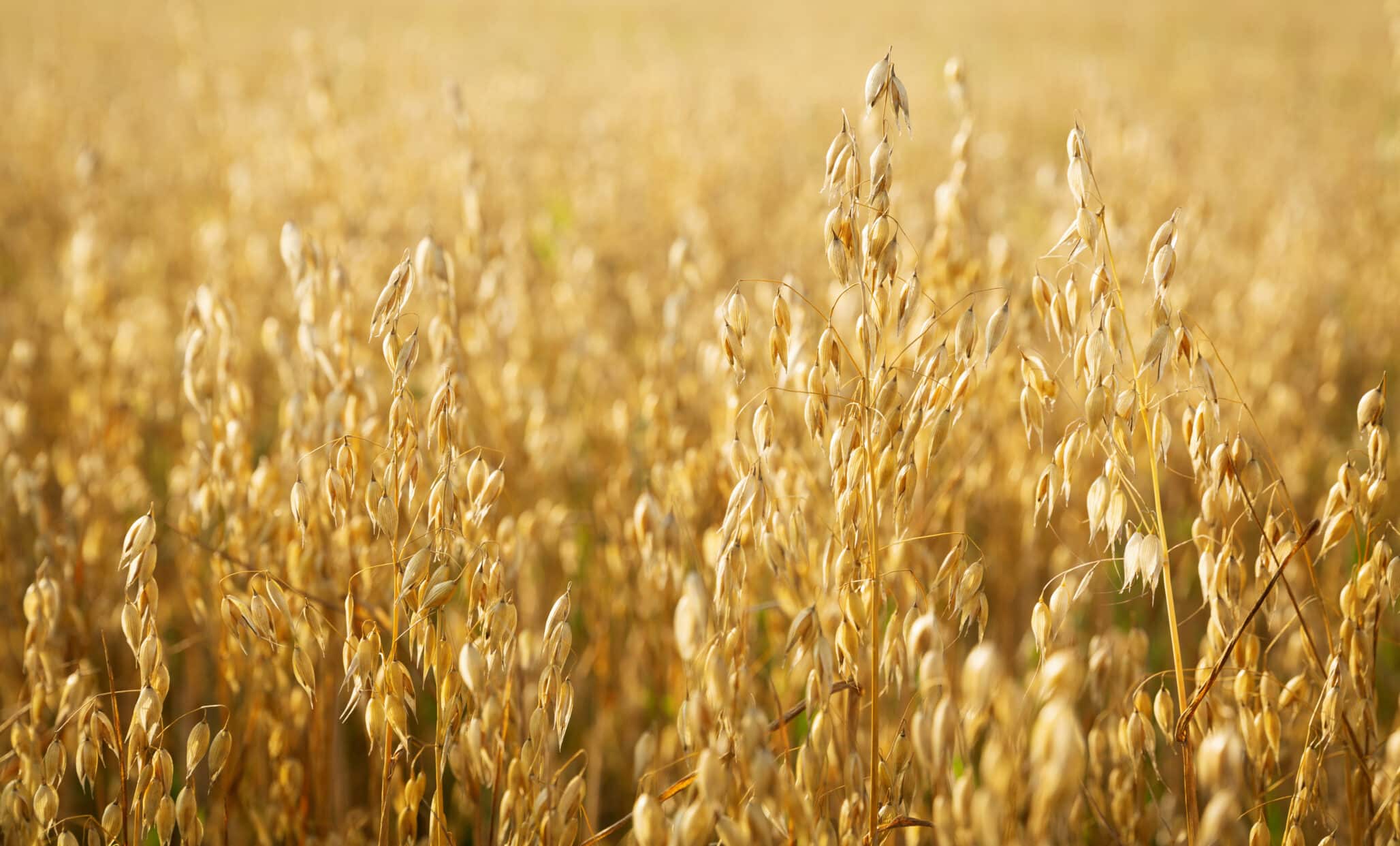 Denmark’s Oat Strategy Could Transform Sustainable Agriculture