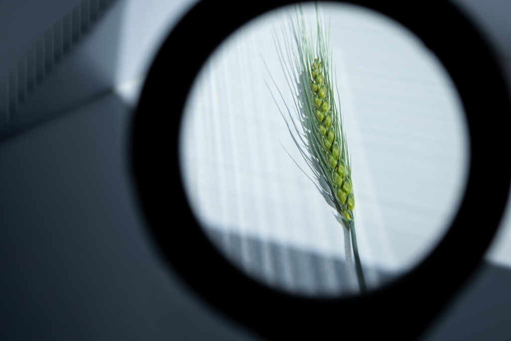 Close-up of wheat ear through magnifying glass. Cereal breeding, research of grain diseases. Control over agricultural and food industry