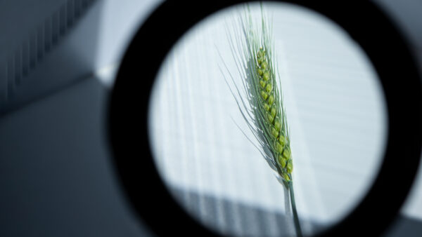Close-up of wheat ear through magnifying glass. Cereal breeding, research of grain diseases. Control over agricultural and food industry