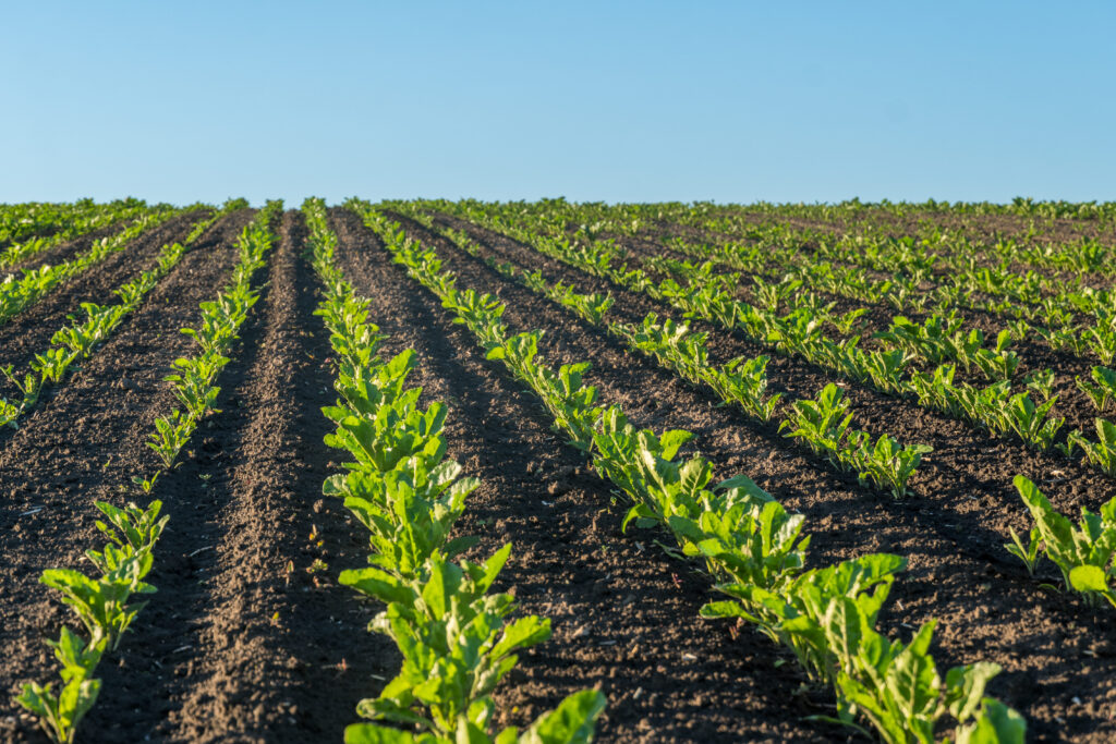 Rows of green plants grow in a field under clear blue sky in daylight, showing healthy crops and fertile soil