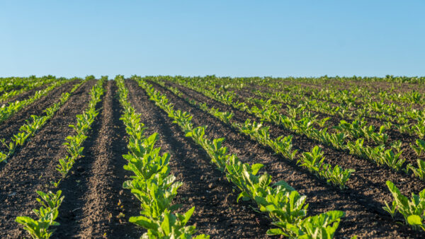 Rows of green plants grow in a field under clear blue sky in daylight, showing healthy crops and fertile soil
