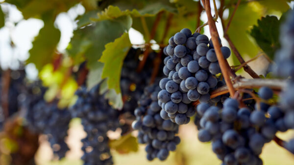 Bunch of blue grapes hanging on autumn vineyard