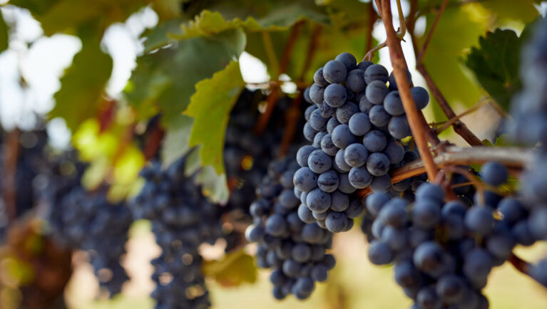 Bunch of blue grapes hanging on autumn vineyard