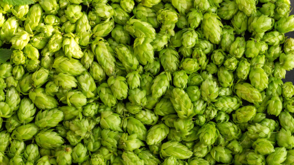 Green ripe hop cones for brewery and bakery background pattern.