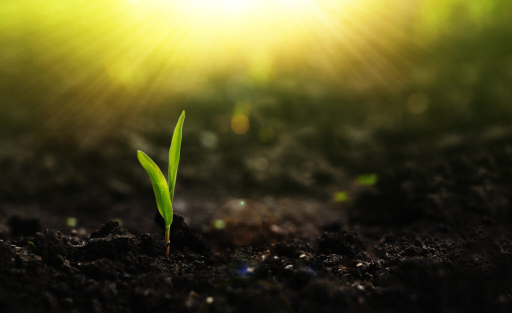 Growing seedling corn. New life young plant at sunset. Save environment concept.