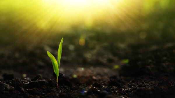 Growing seedling corn. New life young plant at sunset. Save environment concept.