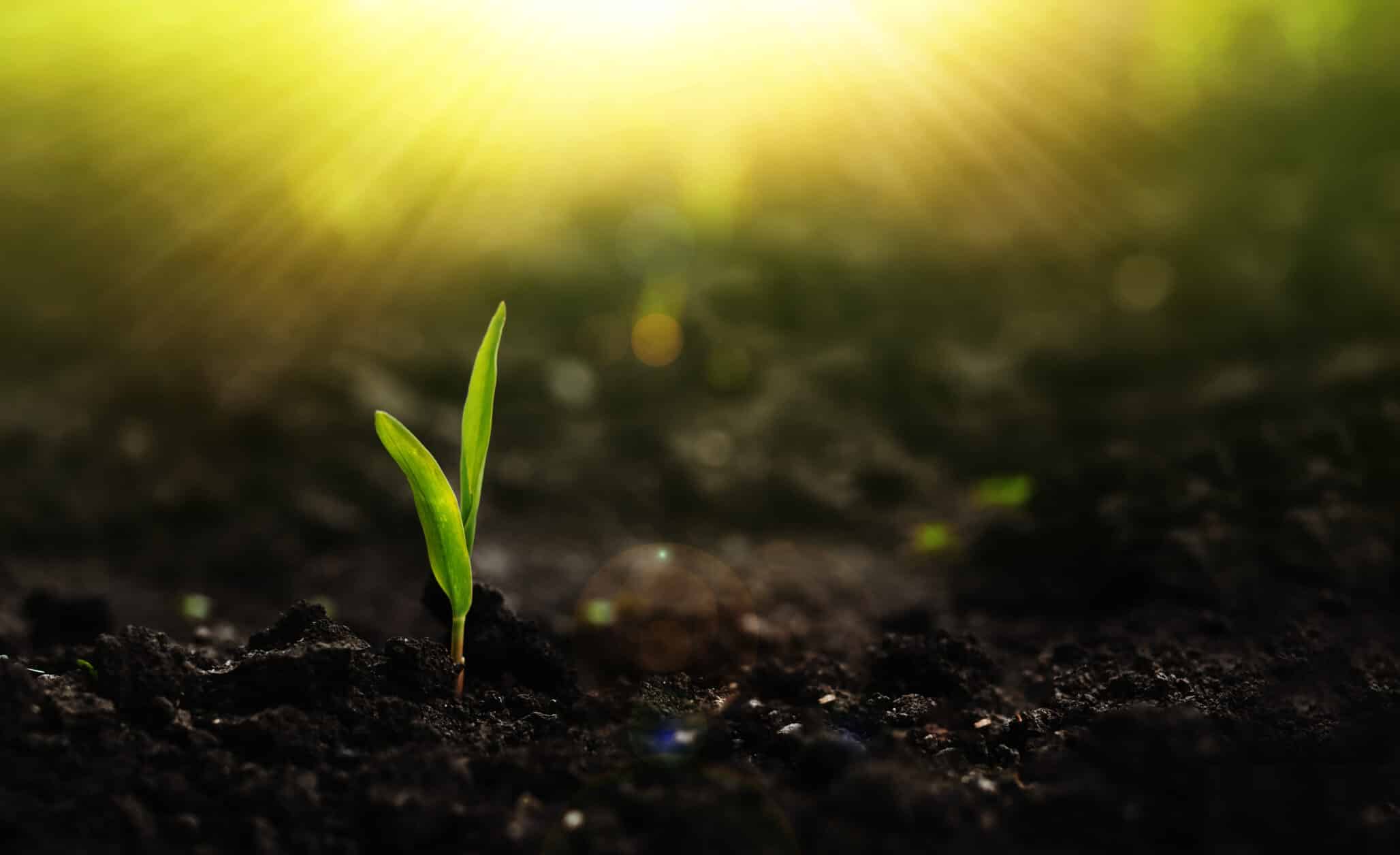Growing seedling corn. New life young plant at sunset. Save environment concept.