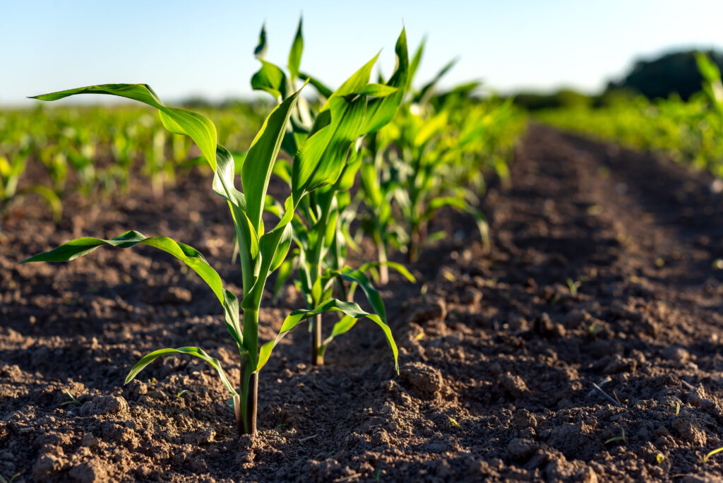 Green corn plants on a field