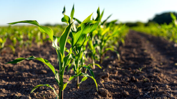 Green corn plants on a field