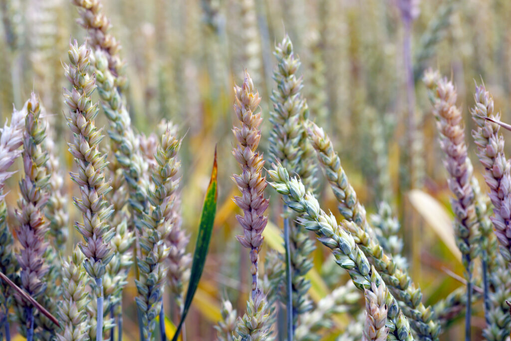 Fusarium ear blight, Fusarium head blight, FHB, or scab, is a fungal disease of cereals: wheat, barley, oats, rye and triticale. FEB is caused by a range of Fusarium fungi, which reducing grain yield
