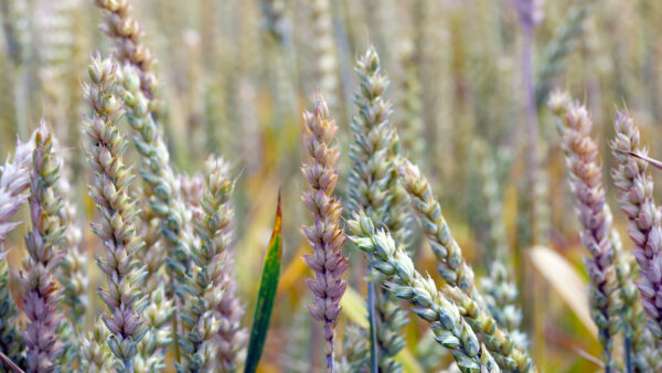 Fusarium ear blight, Fusarium head blight, FHB, or scab, is a fungal disease of cereals: wheat, barley, oats, rye and triticale. FEB is caused by a range of Fusarium fungi, which reducing grain yield