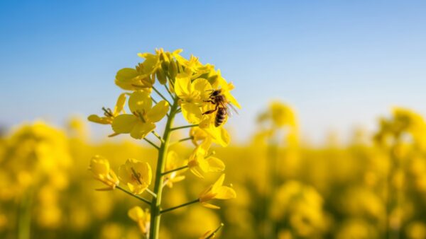 Honey bee on vibrant yellow rapeseed flower in field under clear blue sky, close-up