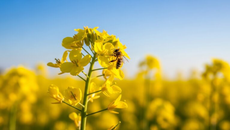 Honey bee on vibrant yellow rapeseed flower in field under clear blue sky, close-up