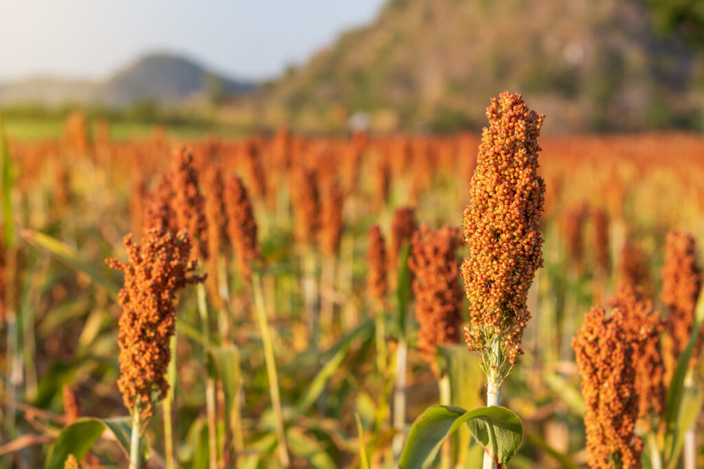 Sorghum, which is ripe, is red, waiting for harvest.