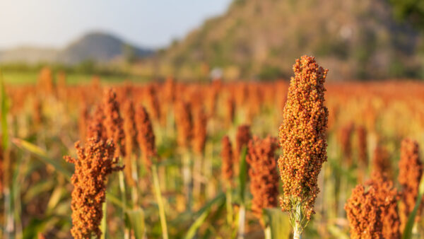 Sorghum, which is ripe, is red, waiting for harvest.