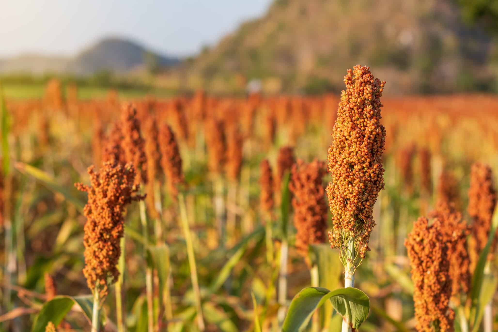 Sorghum, which is ripe, is red, waiting for harvest.