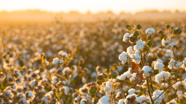Cotton field background ready for harvest under a golden sunset macro close ups of plants