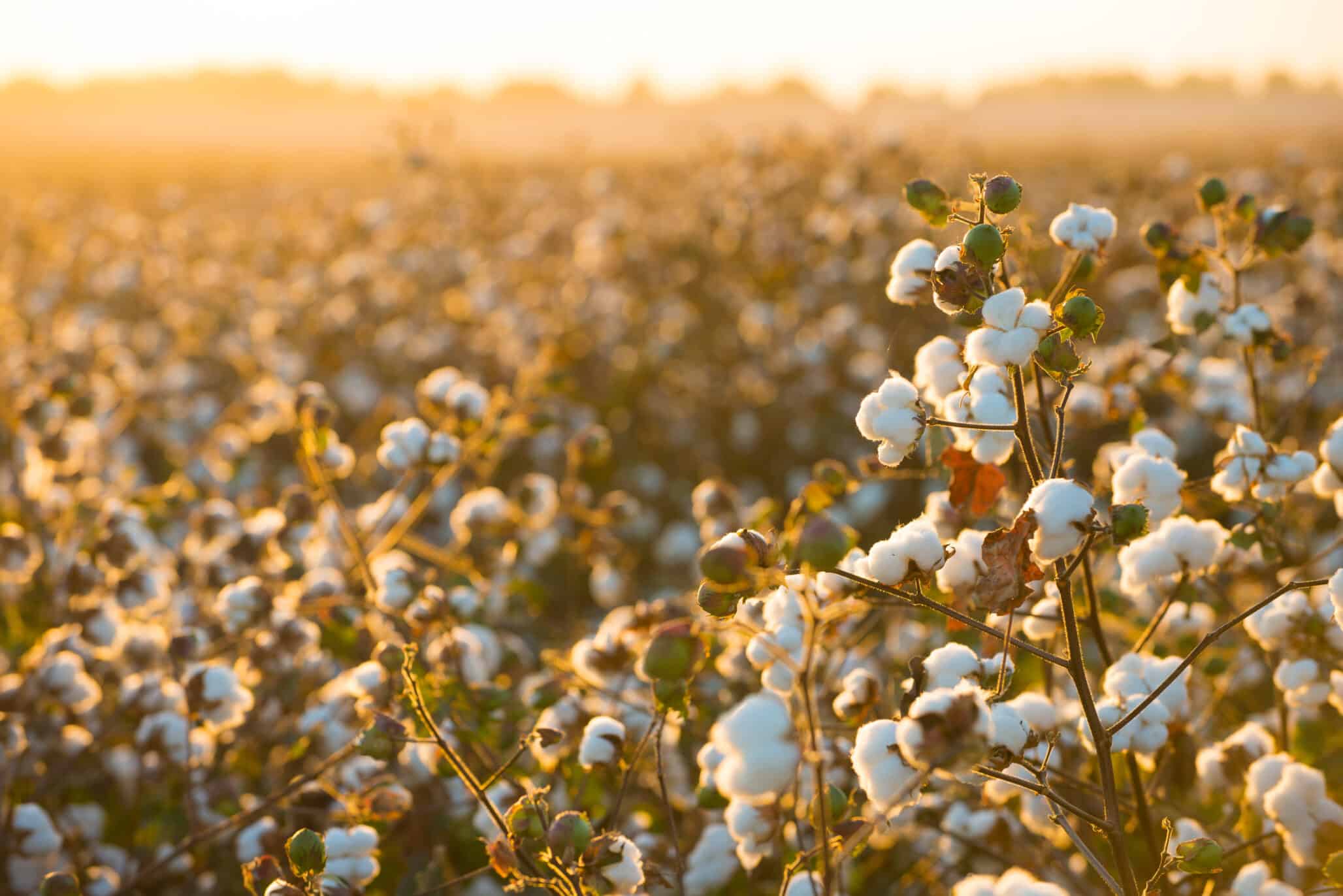 Colombia Promotes Legal Seed Use in Rice, Corn, Cotton and Sorghum