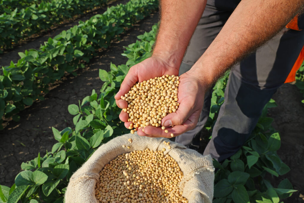 Soybean grain in a hands of successful farmer, in a background green soybean field, agricultural concept
