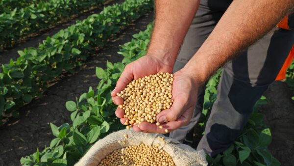 Soybean grain in a hands of successful farmer, in a background green soybean field, agricultural concept