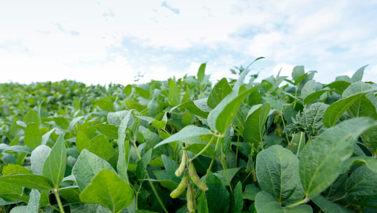 Soybean field and plants growing in rows