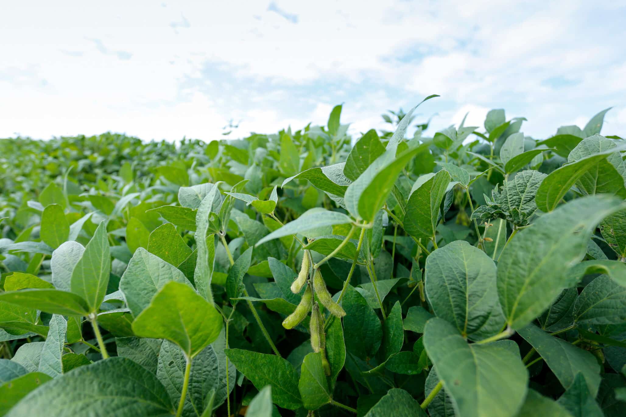 Embrapa Advances Homegrown Fertilizer Solution for Soybean and Wheat Markets