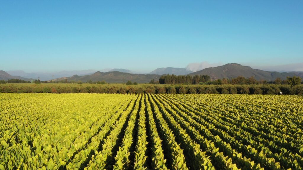 Drone Point of View crop field landscape in the evening at countryside of Chile.