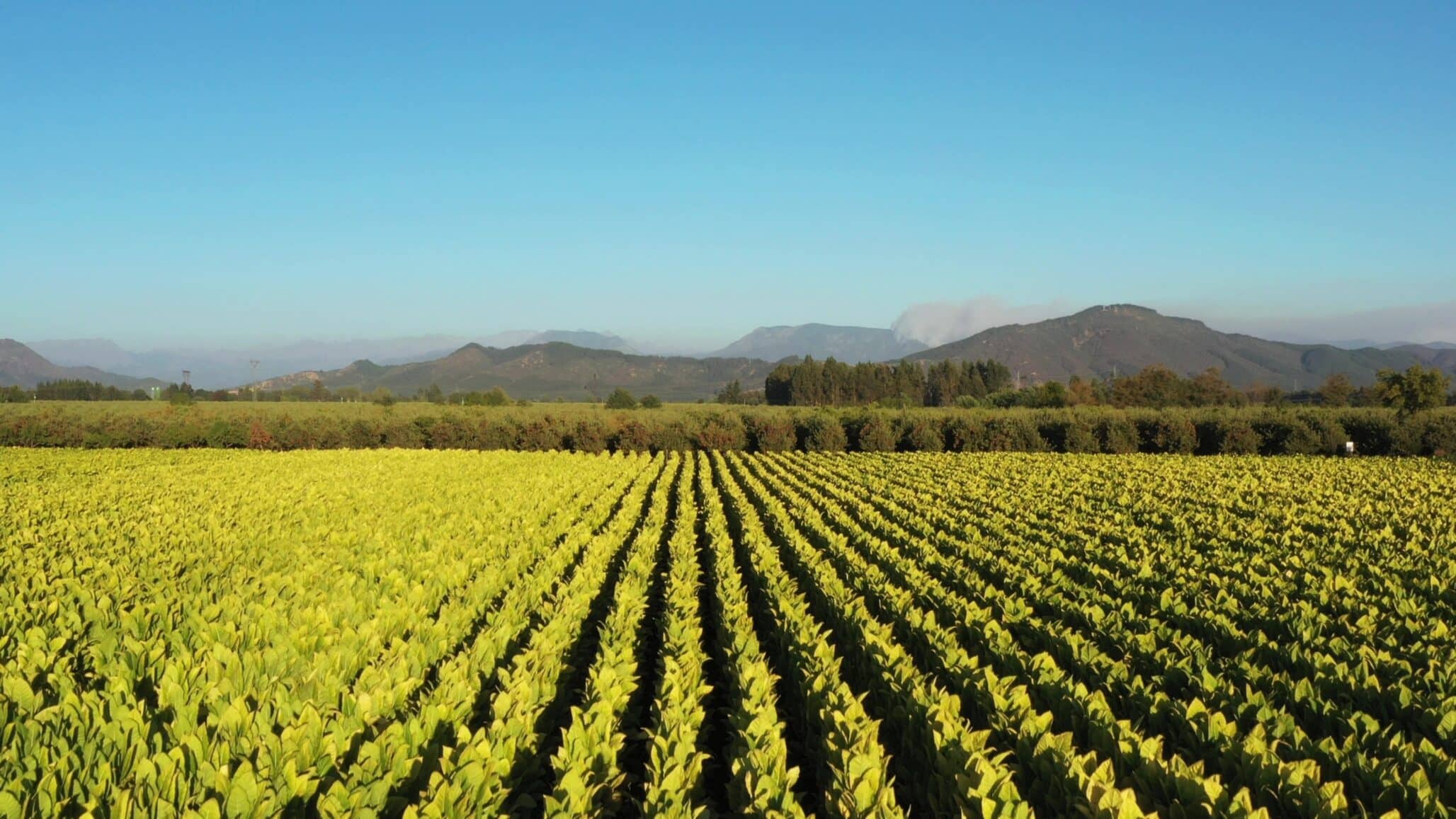 Chile Seed Industry Pushes for Stronger Agricultural Competitiveness and Innovation