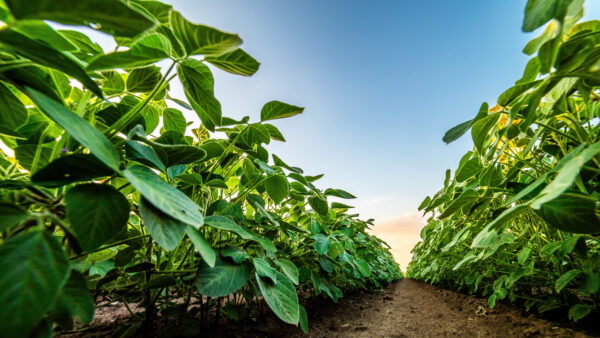 Low angle view of lush soybean plants in soil rows with a sunset sky