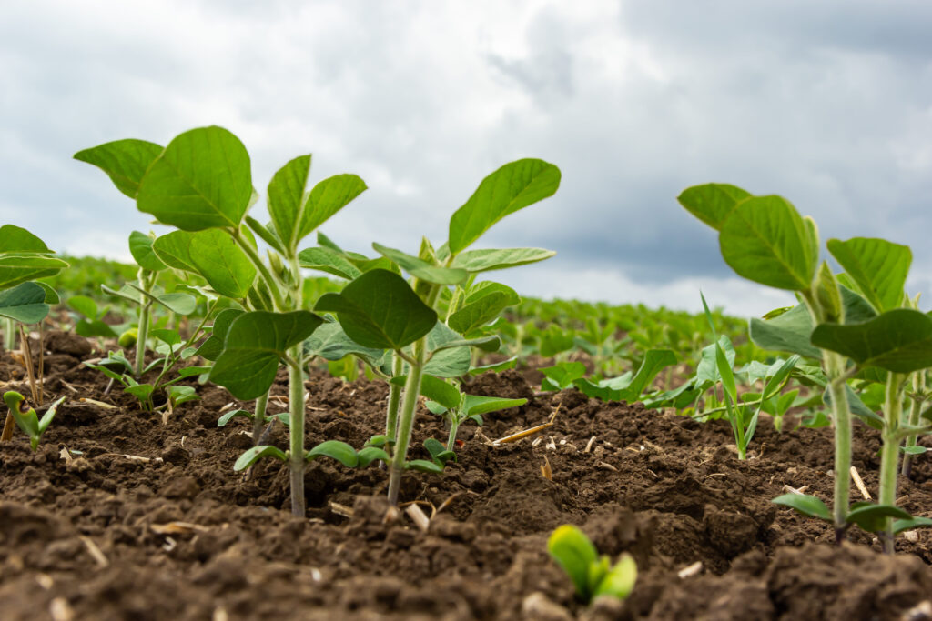 A new Embrapa-led meta-analysis found that deep-rooted tropical grasses such as brachiaria can increase soybean yields by 15% while improving soil health in Brazil. The study reviewed 55 research papers across 33 locations and highlighted gains in microbial activity, nutrient cycling and organic carbon. Researchers say the grasses support sustainable crop intensification and regenerative agriculture in tropical production systems.