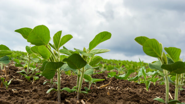 A new Embrapa-led meta-analysis found that deep-rooted tropical grasses such as brachiaria can increase soybean yields by 15% while improving soil health in Brazil. The study reviewed 55 research papers across 33 locations and highlighted gains in microbial activity, nutrient cycling and organic carbon. Researchers say the grasses support sustainable crop intensification and regenerative agriculture in tropical production systems.