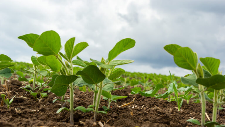 A new Embrapa-led meta-analysis found that deep-rooted tropical grasses such as brachiaria can increase soybean yields by 15% while improving soil health in Brazil. The study reviewed 55 research papers across 33 locations and highlighted gains in microbial activity, nutrient cycling and organic carbon. Researchers say the grasses support sustainable crop intensification and regenerative agriculture in tropical production systems.