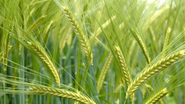 Green durum wheat field
