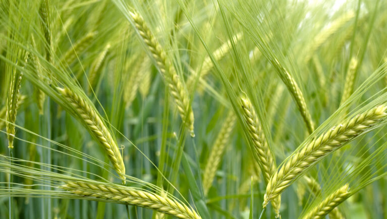 Green durum wheat field