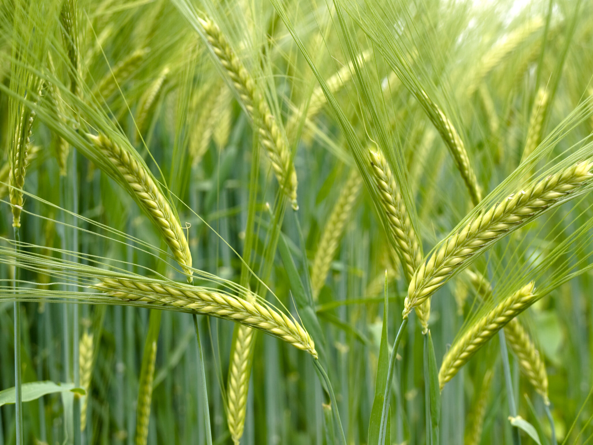 Tunisia Sequences Ancient Durum Wheat Varieties to Boost Climate Resilience