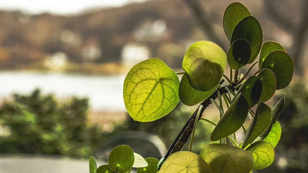 Chinese money plant algorithm revealed in the leaf veins of Pilea peperomioides