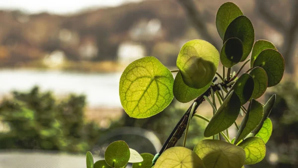 Chinese money plant algorithm revealed in the leaf veins of Pilea peperomioides