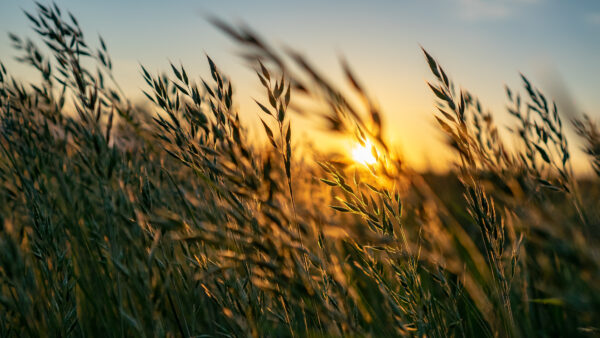 golden Wild wheat on the field at sunset sunrise