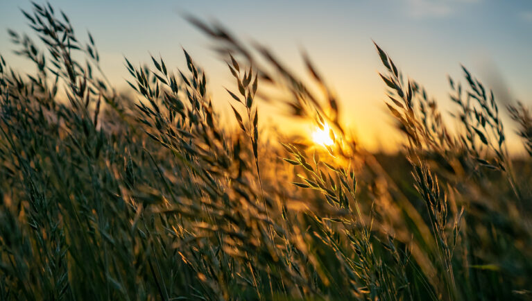golden Wild wheat on the field at sunset sunrise