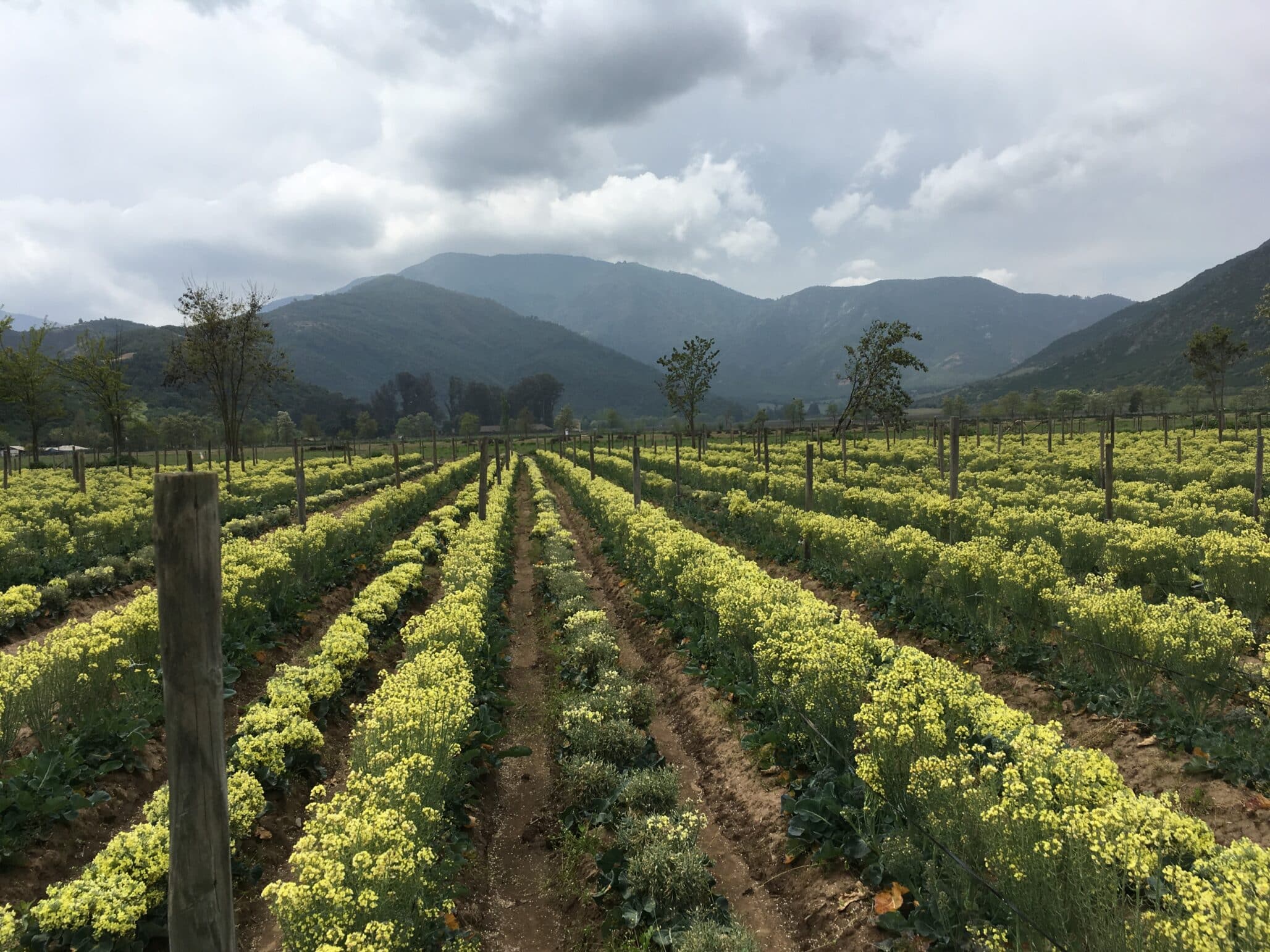 La industria semillera chilena impulsa una mayor competitividad e innovación agrícola