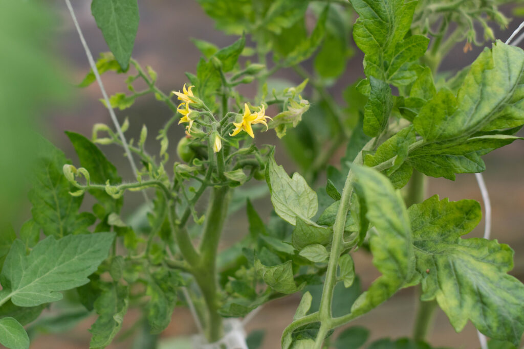 Tomato yellow leaf curl virus infect on tomato plant, carried by whitefly.